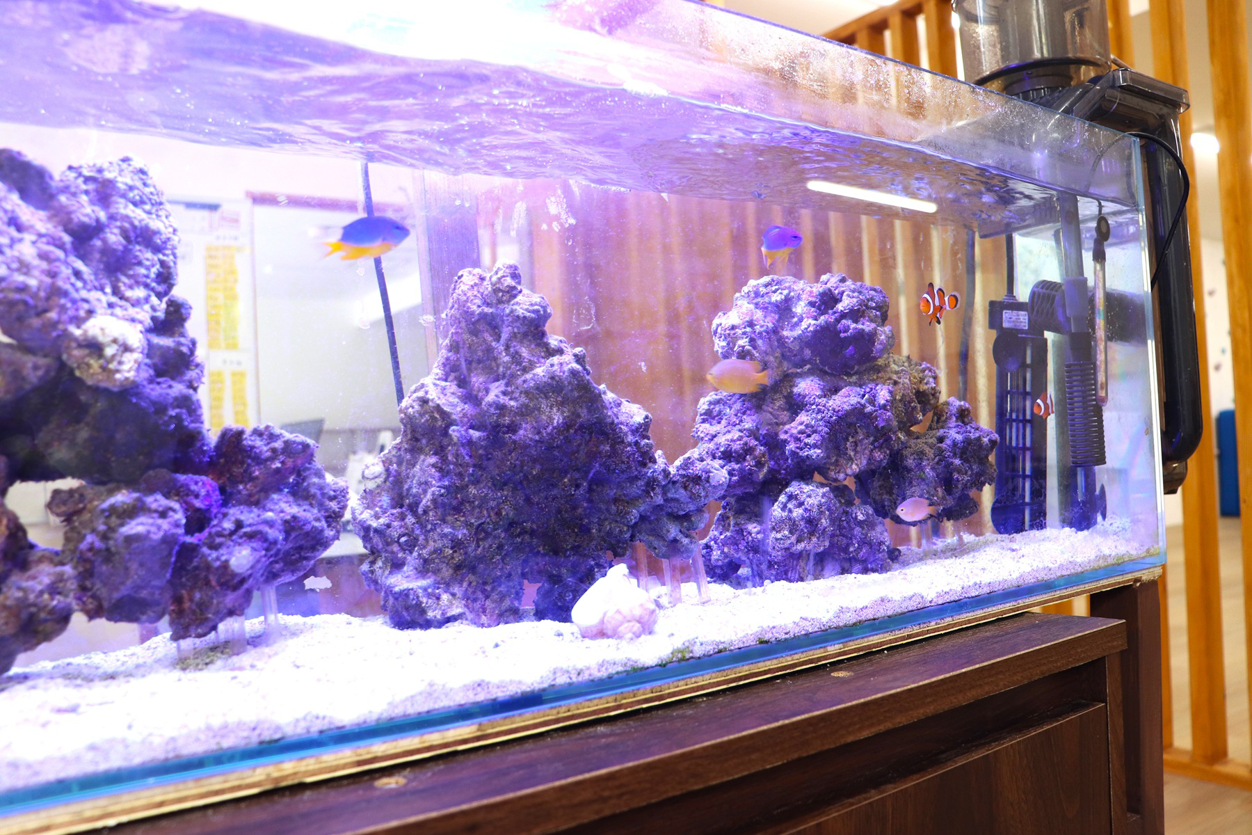 海水魚水槽
